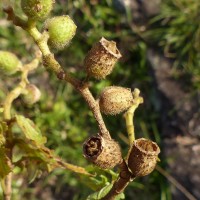 Osbeckia aspera Blume